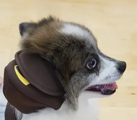 Close-up side view of a small dog wearing a brown backpack, mouth slightly open.